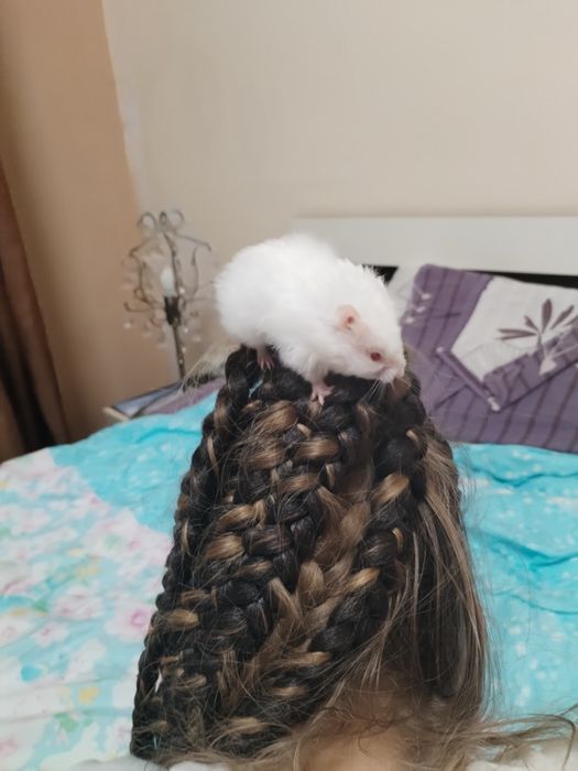 Подарявам малки хамстерчета