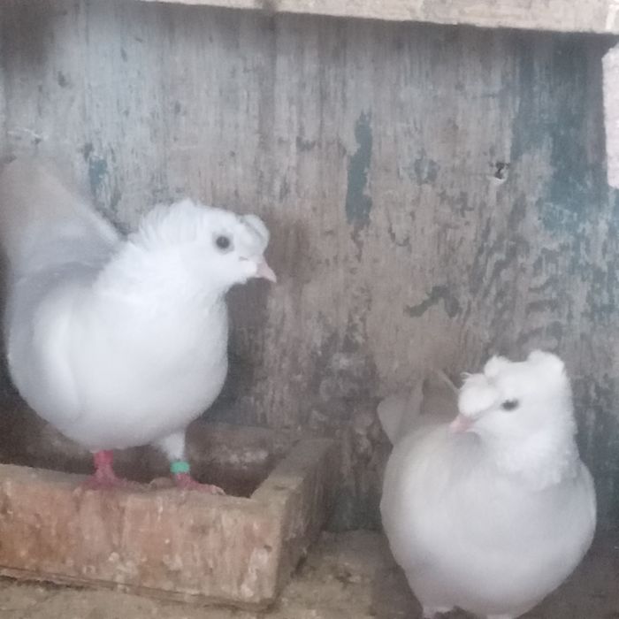 Продам домашних голубей.