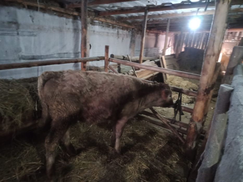 Продам телочку  подсосную