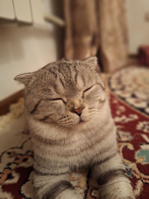 Продаётся кот шотланская веслоухлоя