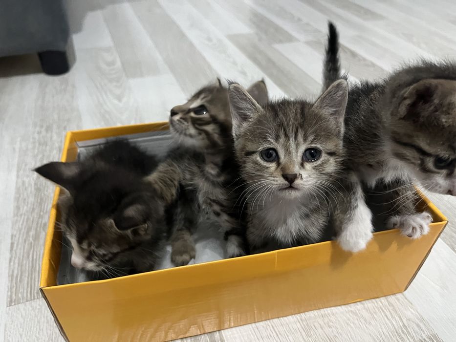 Кошки, котята, кот