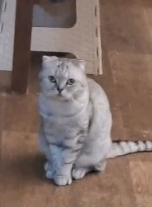 Шотландская Скоттиш -фолд