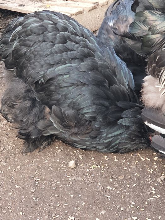 gaini brahma de vanzare