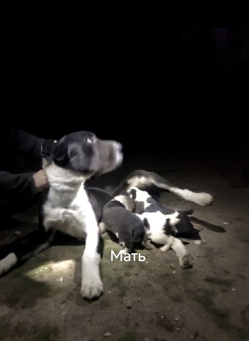 Алабай 8и месячный щенок