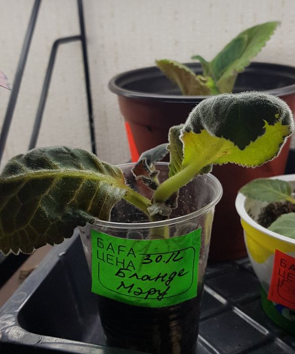 Продам глоксинии сортовые