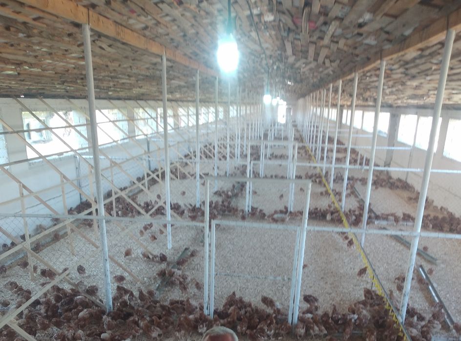 Несушка Балапан Ломан Браун