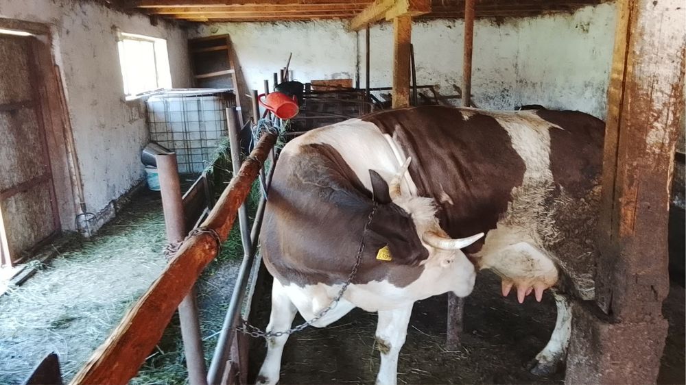 Vaca cu vitea de vanzare