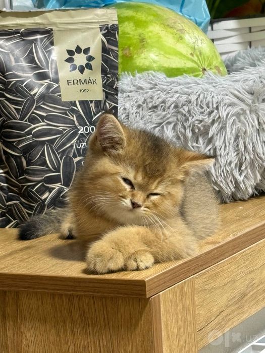 Котенок Породистый