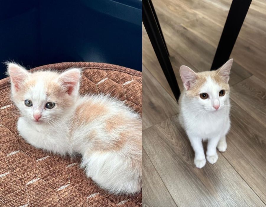 Отдам кота в хорошие руки