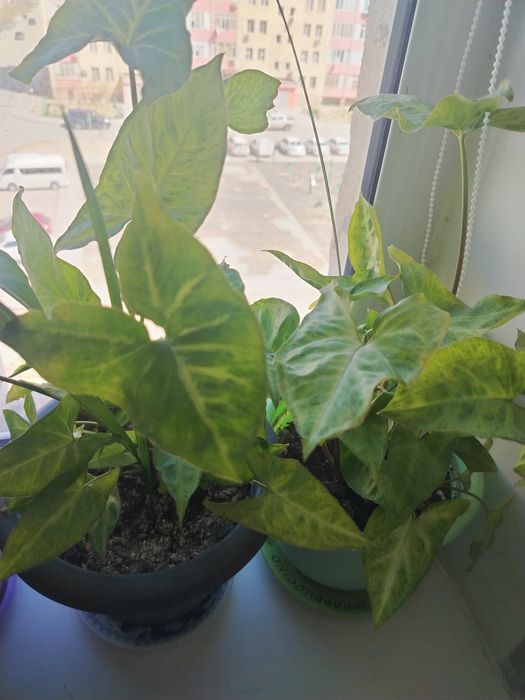 Гүлдер сатылады..