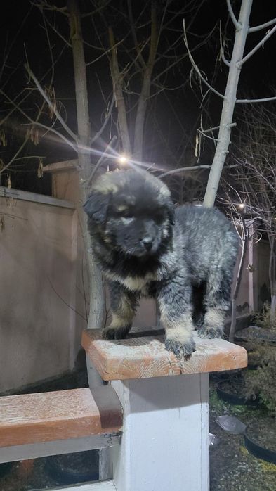 Щенок койтобета қойтөбет