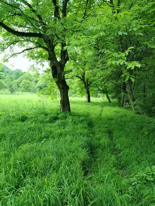 Teren-munte-rau-Bulzestii de Jos-Hunedoara - Vedere 5