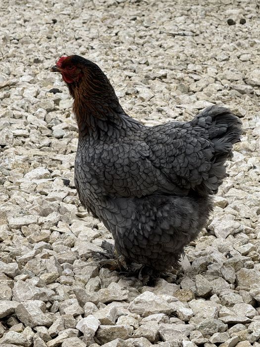 Gaini Brahma - albastru