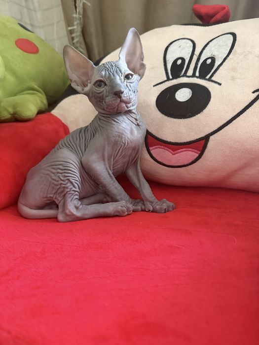 Продам котёнка Канадский Сфинкс