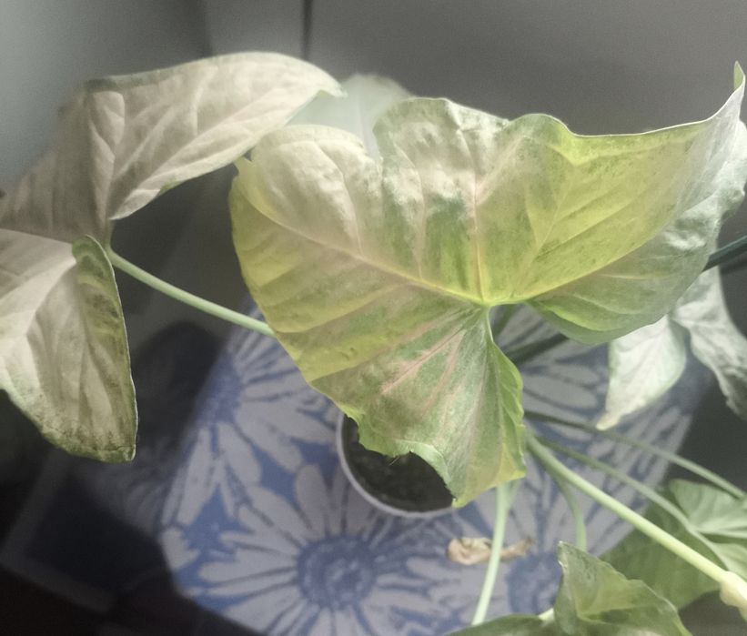 Продам комнатные цветы