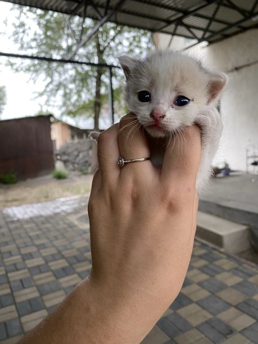 Отдам котёнка бесплатно в добрые руки