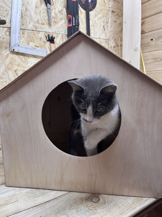 Кошкин дом видео на ватцап отравлю