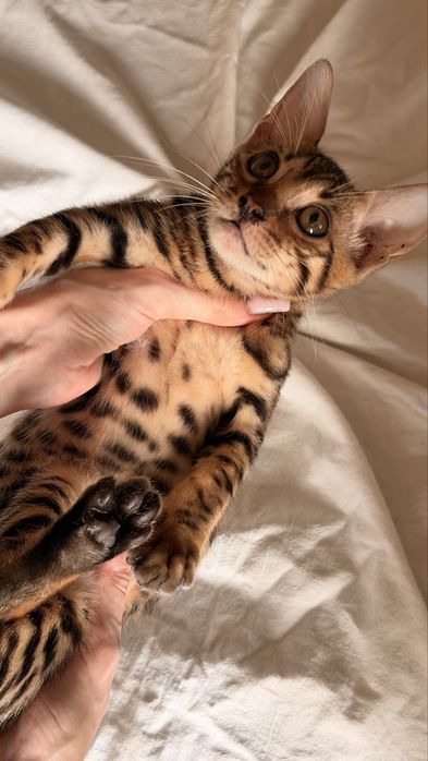 бенгальскй котенок
