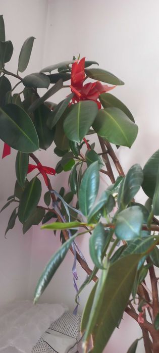 Продам фикус растение для дома