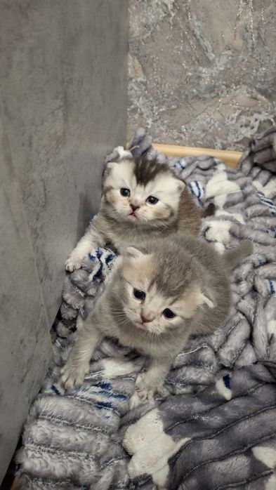 Продам котят британцев