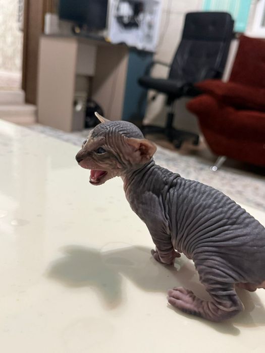 Котята сфинксы канадские