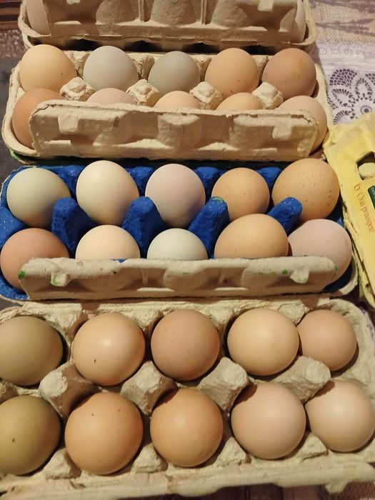 Ouă de gâscă și de găină