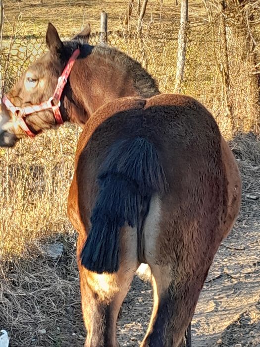 Vand manza de 6 luni