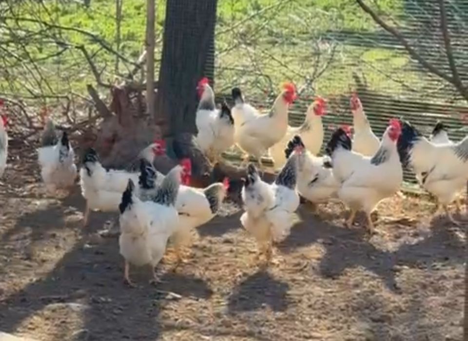 Адлер петушки продаются