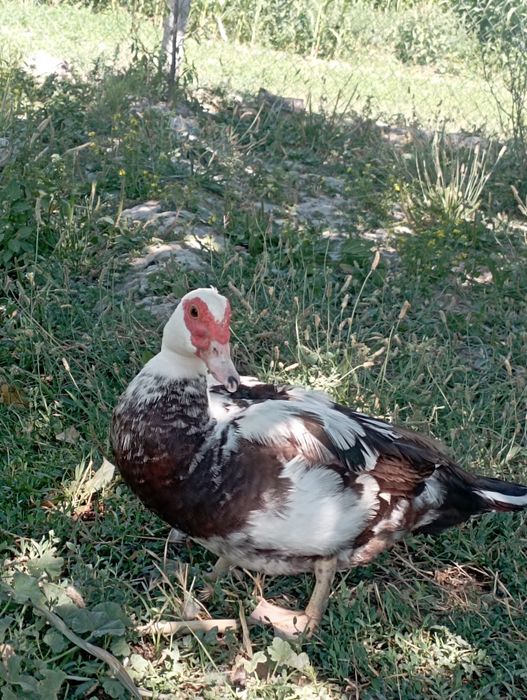 Urdak indeutka 1 ta erak 1 ayol 1 Xuroz sotiladi