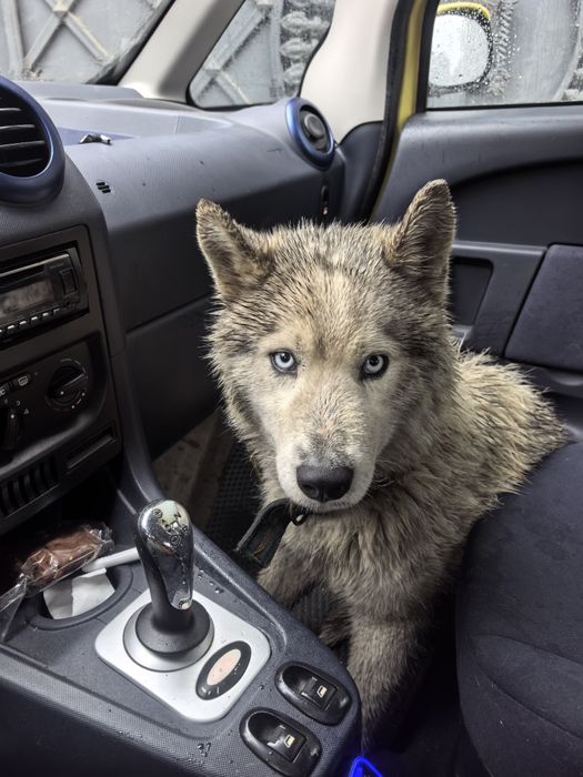 Найден пёс хаски