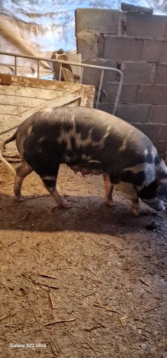 Прасета малки и големи