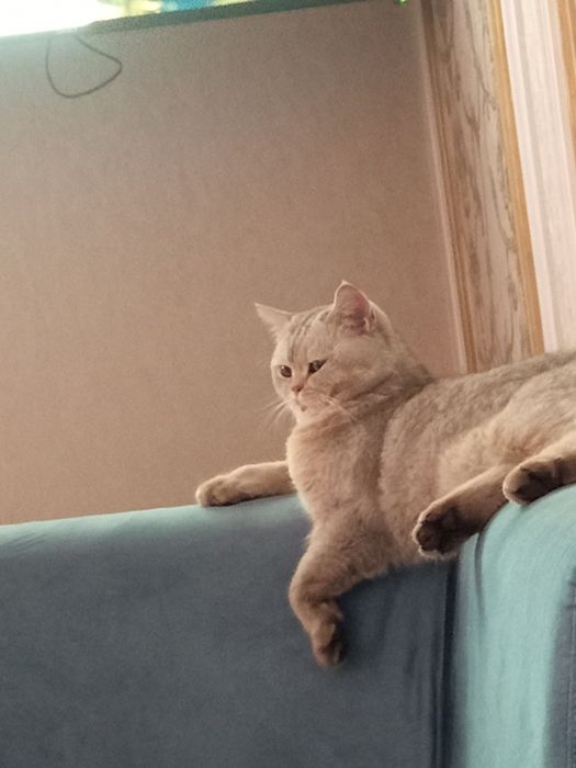 Вязка кошек Серебристая Шиншила 1,5 года опытный