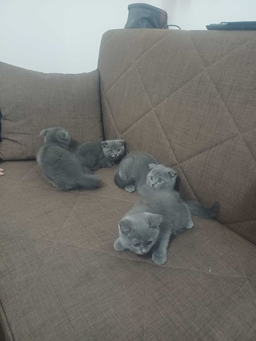 Британска котка
