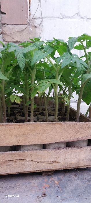 Продам  рассаду,огурцы,помидоры,перец,район затонского рынка