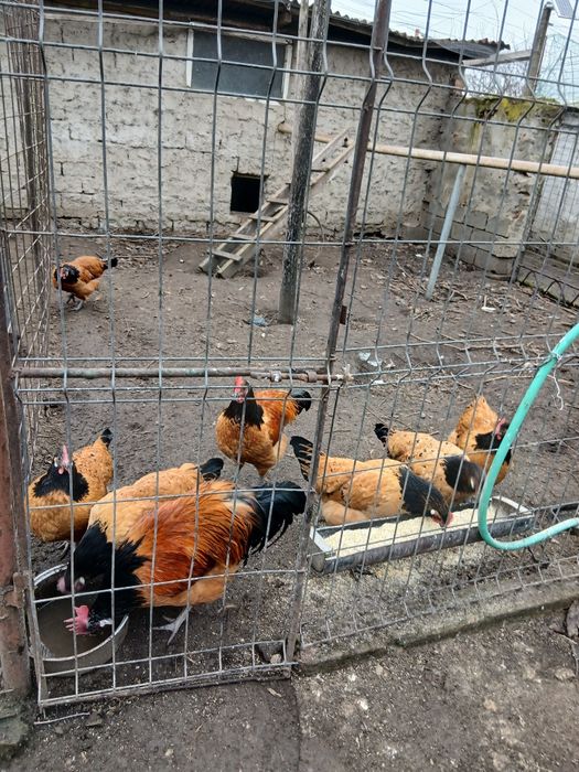 Oua incubat Lakenvelder și vorwerk.