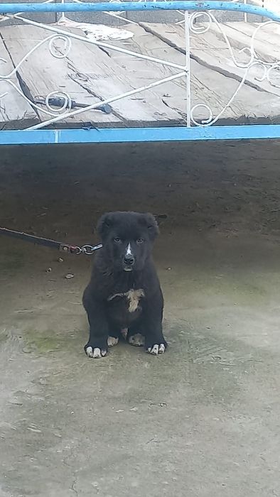 Алабай 3 ай енді толады