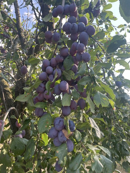 Vand prune pentru tuica!