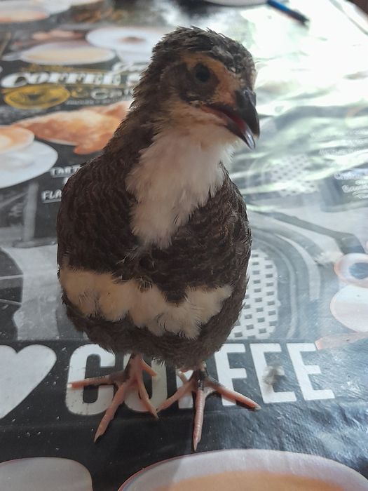 Prepelite giganta polară, jumbo gold și tuxedo -tibetane 4saptamani