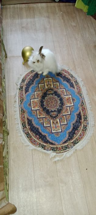 Продам кролика домашни