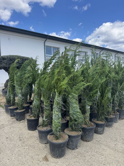 Leylandi frumosi la ghiveci