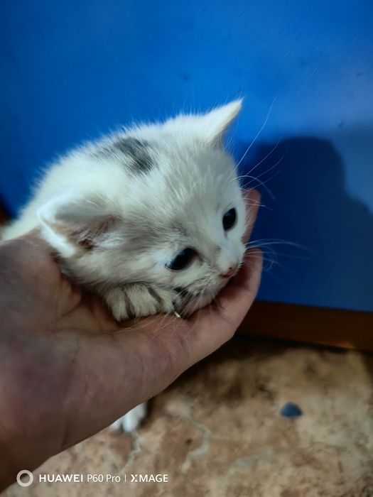 Отдам даром котят мальчики