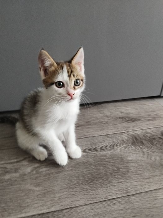 Маленький котёнок девочка