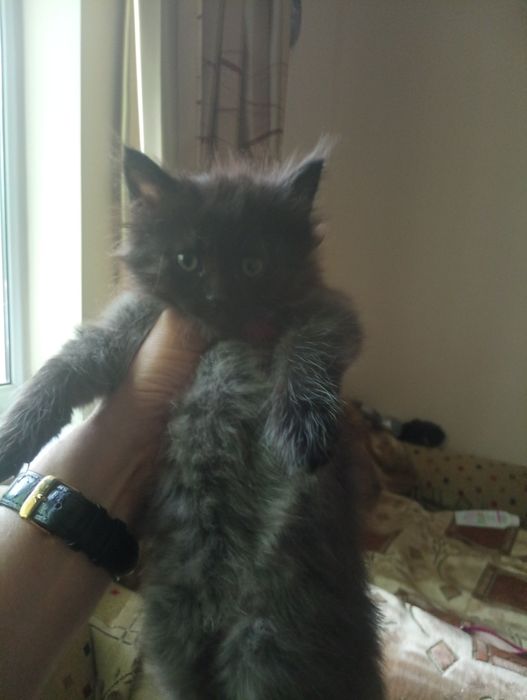 Котята  Крысоловы