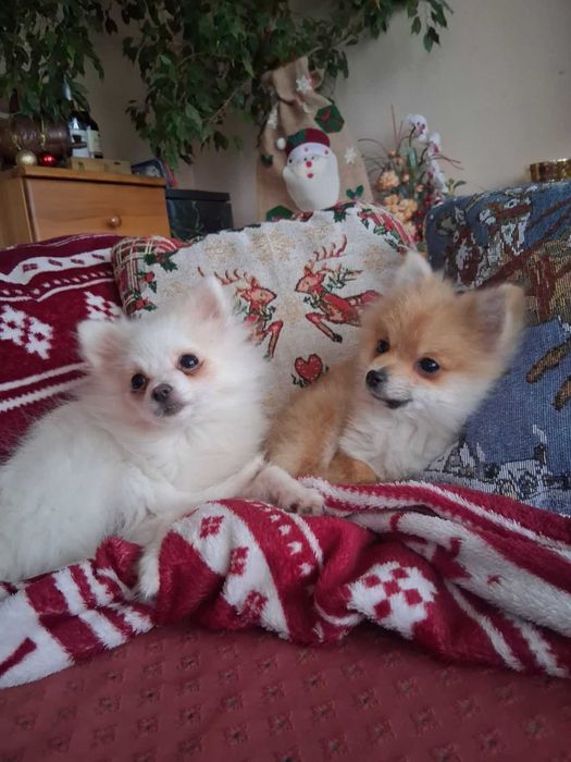 Продавам мини шпицове