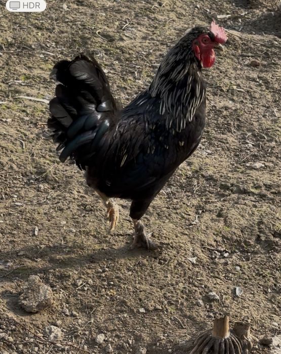 Horozla sotila tovulani bosvoti