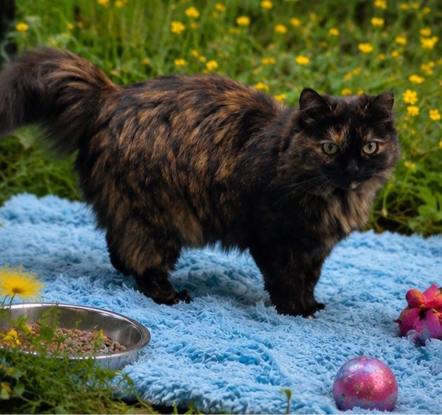 Lady Fluffy/4,5г/стерил/привита.