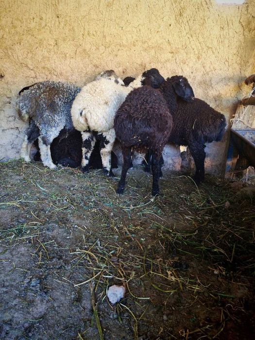 Sifatli mol va qo'y go'shti maxsulotlari