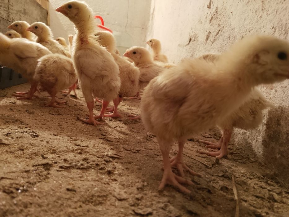Продам домашних бройлеров
