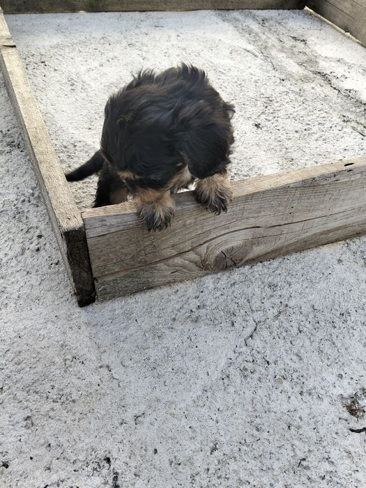 Cavapoo Băiețel jucaus.