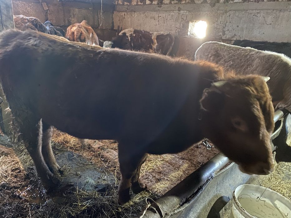 Продам бычок полтарашку